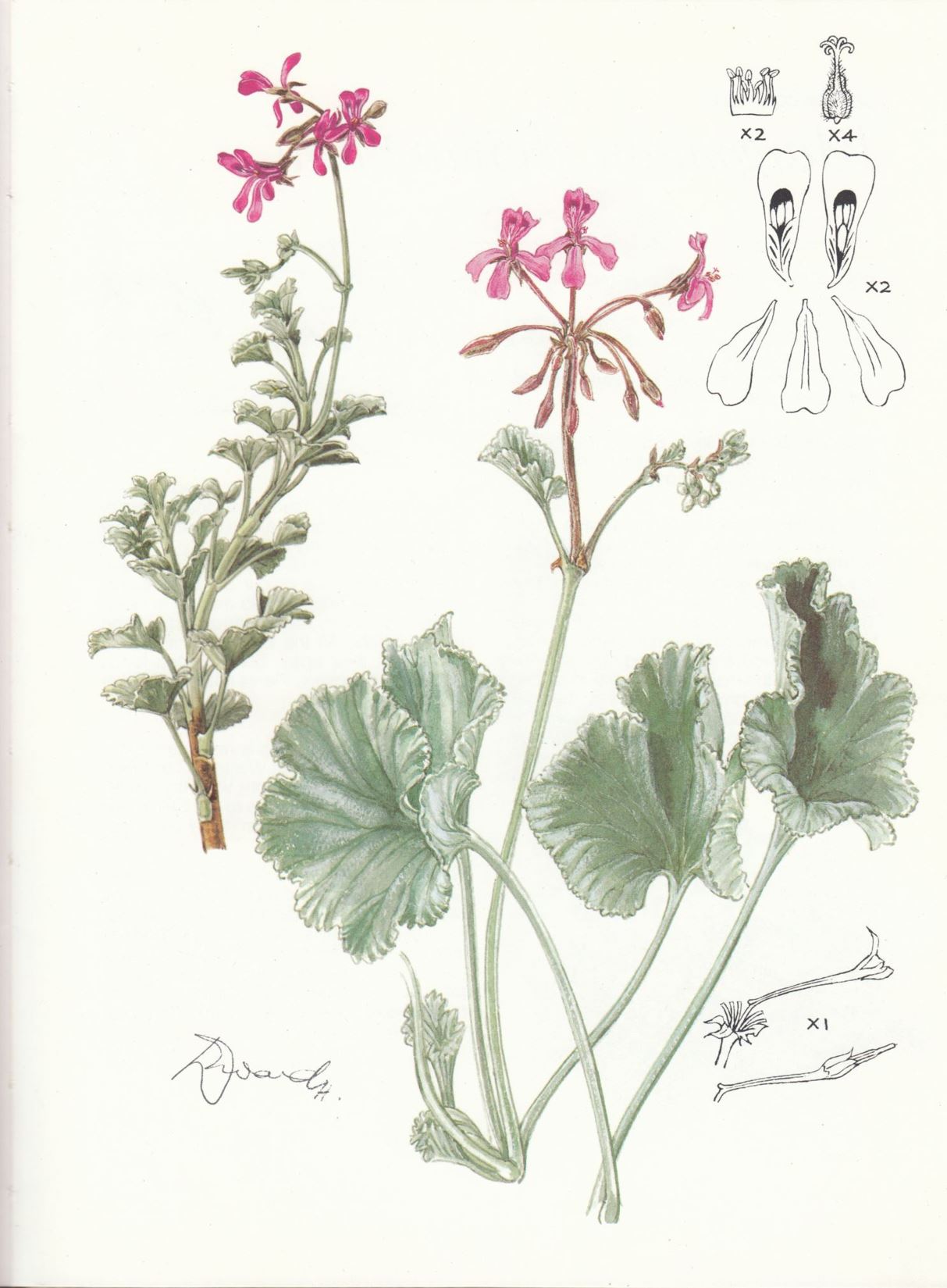 Pelargonium reniforme subsp. reniforme