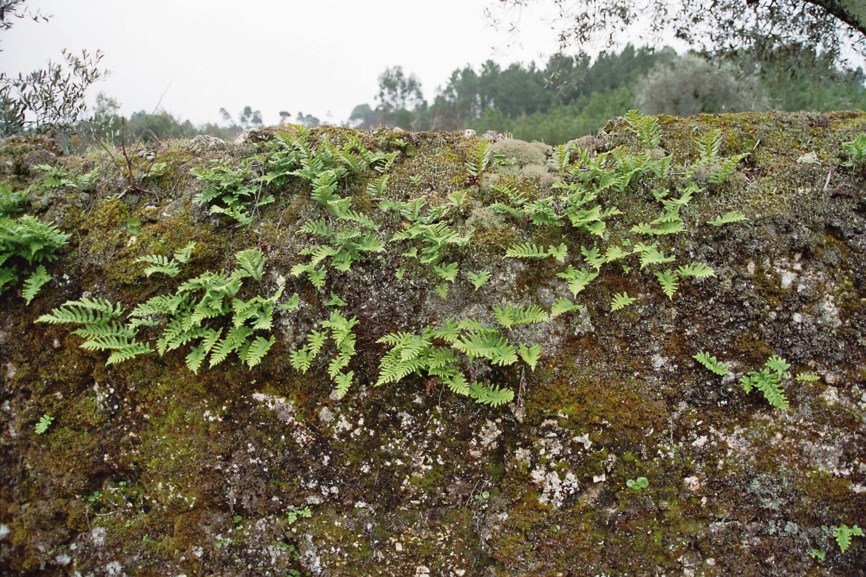 Polypodium vulgare - Gewone eikvaren, Common polypody, Gewöhnlicher Tüpfelfarn, Engelsüss