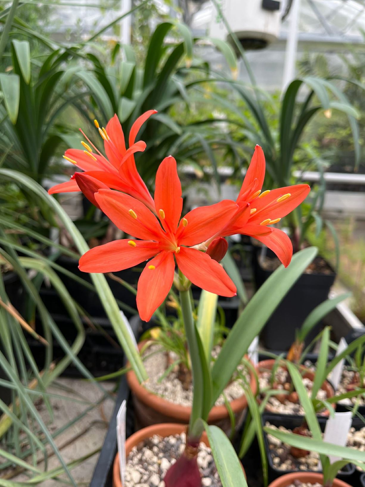 Cyrtanthus elatus - Berglelie, George lily, Jersey lily, Knysna lily, Pink George lily, Scarborough lily
