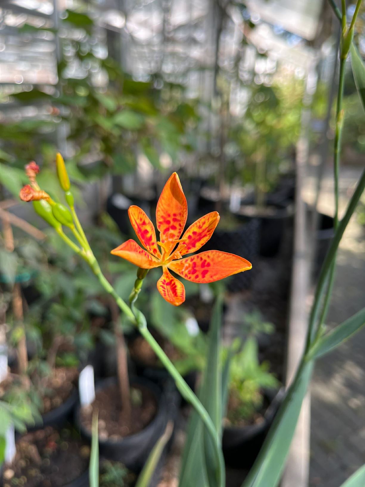 Iris domestica - Blackberry lily
