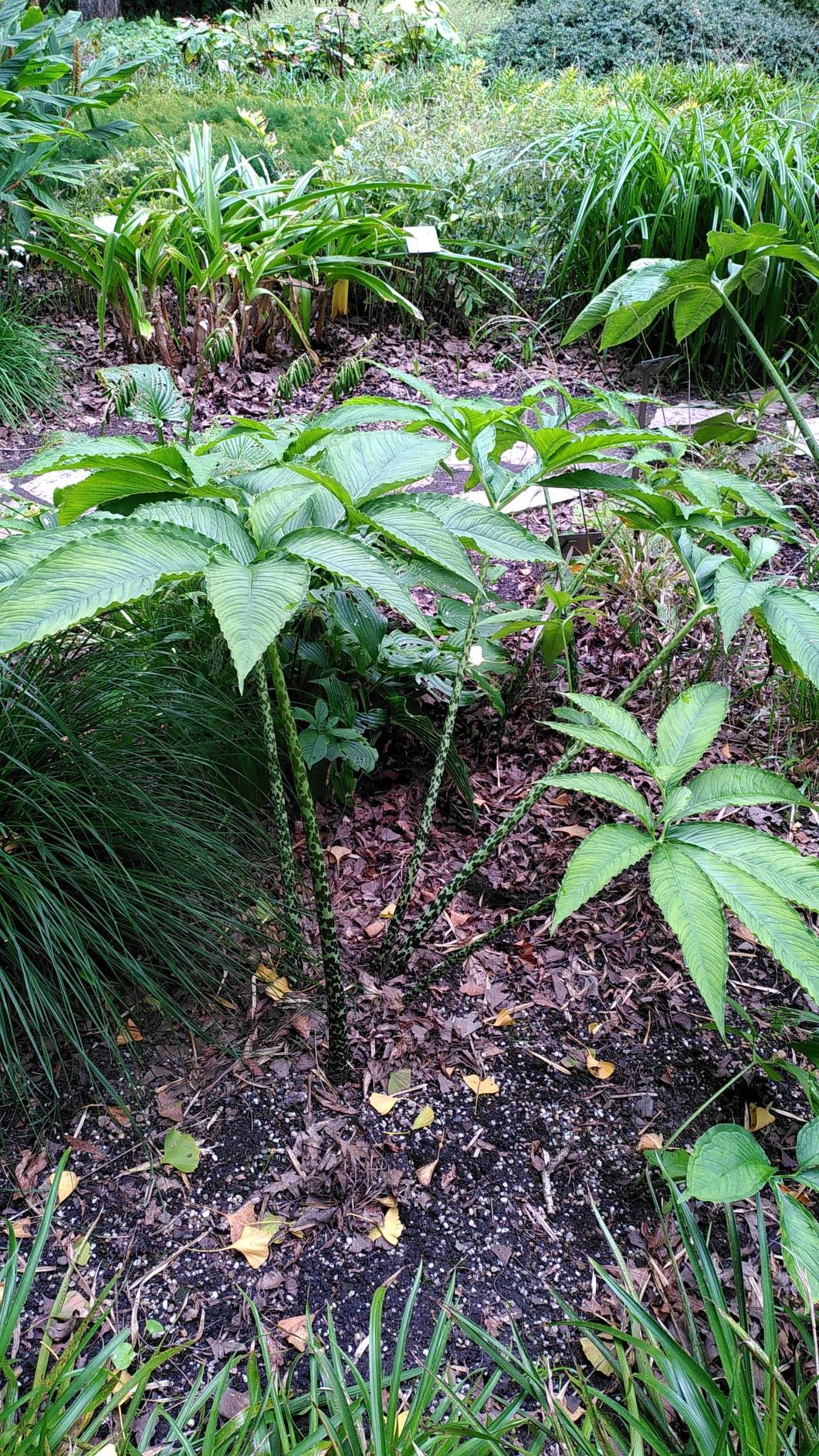 Sauromatum venosum - 斑龙芋, Voodoolelie, Voodoo lily