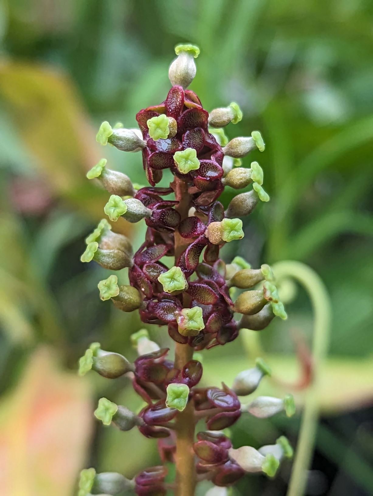 Nepenthes mirabilis - Prachtbekerplant, Common swamp pitcher-plant