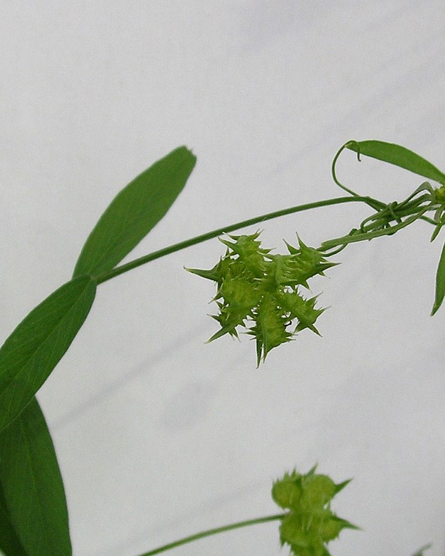 Ranunculus arvensis - Akkerboterbloem, Corn buttercup
