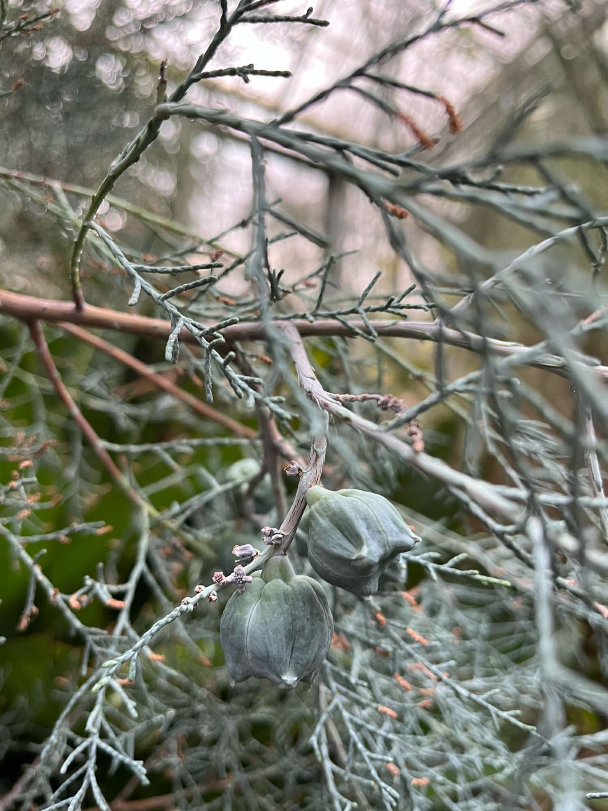 Widdringtonia nodiflora - Bergsipres, Mountain cedar, Mountain cypress