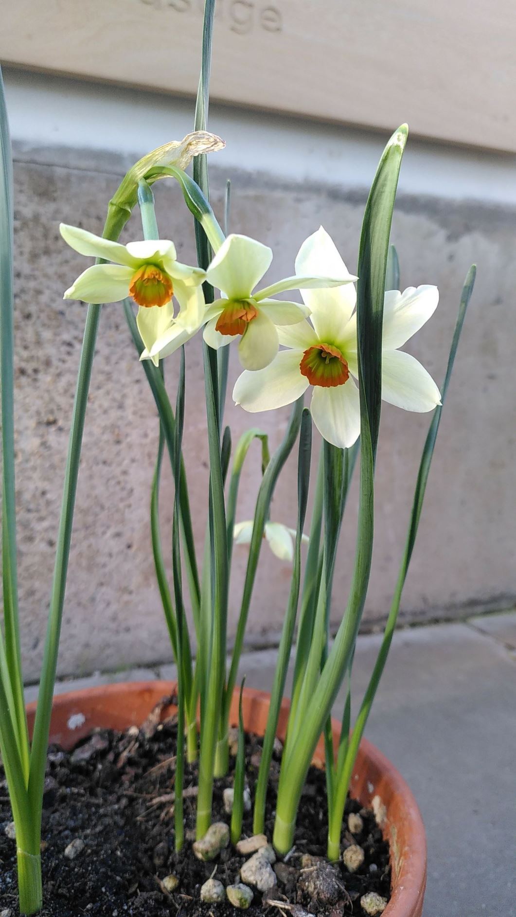 Narcissus viridiflorus 'IV'
