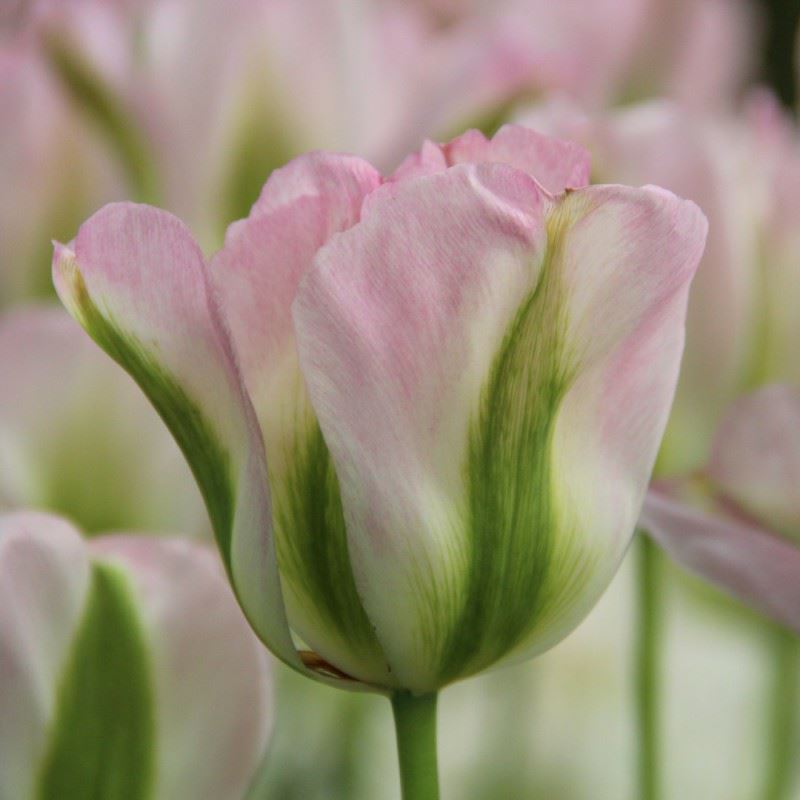 Tulipa (Viridiflora Group) 'Groenland'