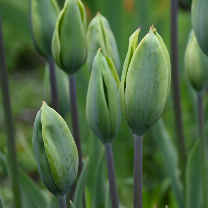Tulipa (Viridiflora Group) 'Green King'