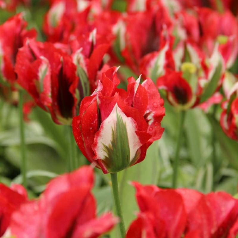 Tulipa (Viridiflora Group) 'Esperanto'