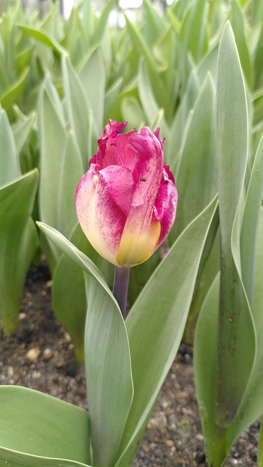 Tulipa (Fringed Group) 'Colour Fusion'