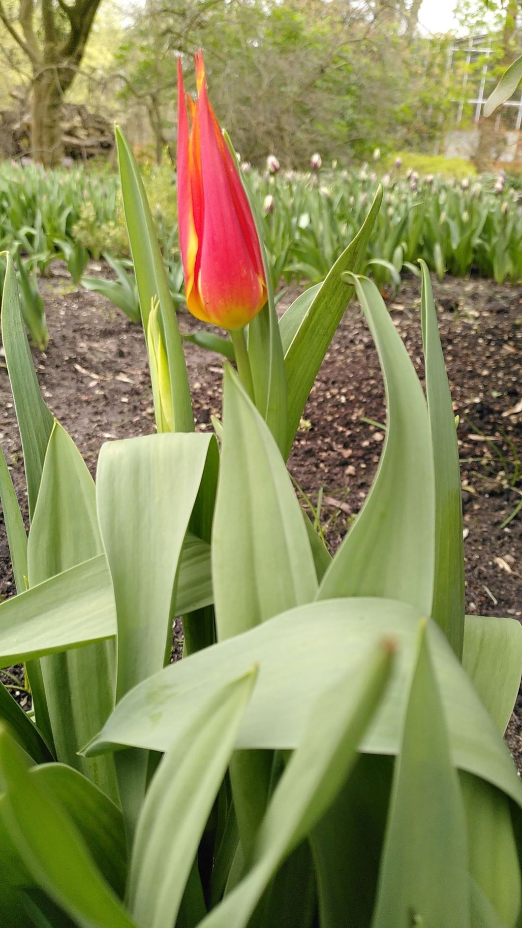 Tulipa (Lily Flowered Group) 'Fly Away'