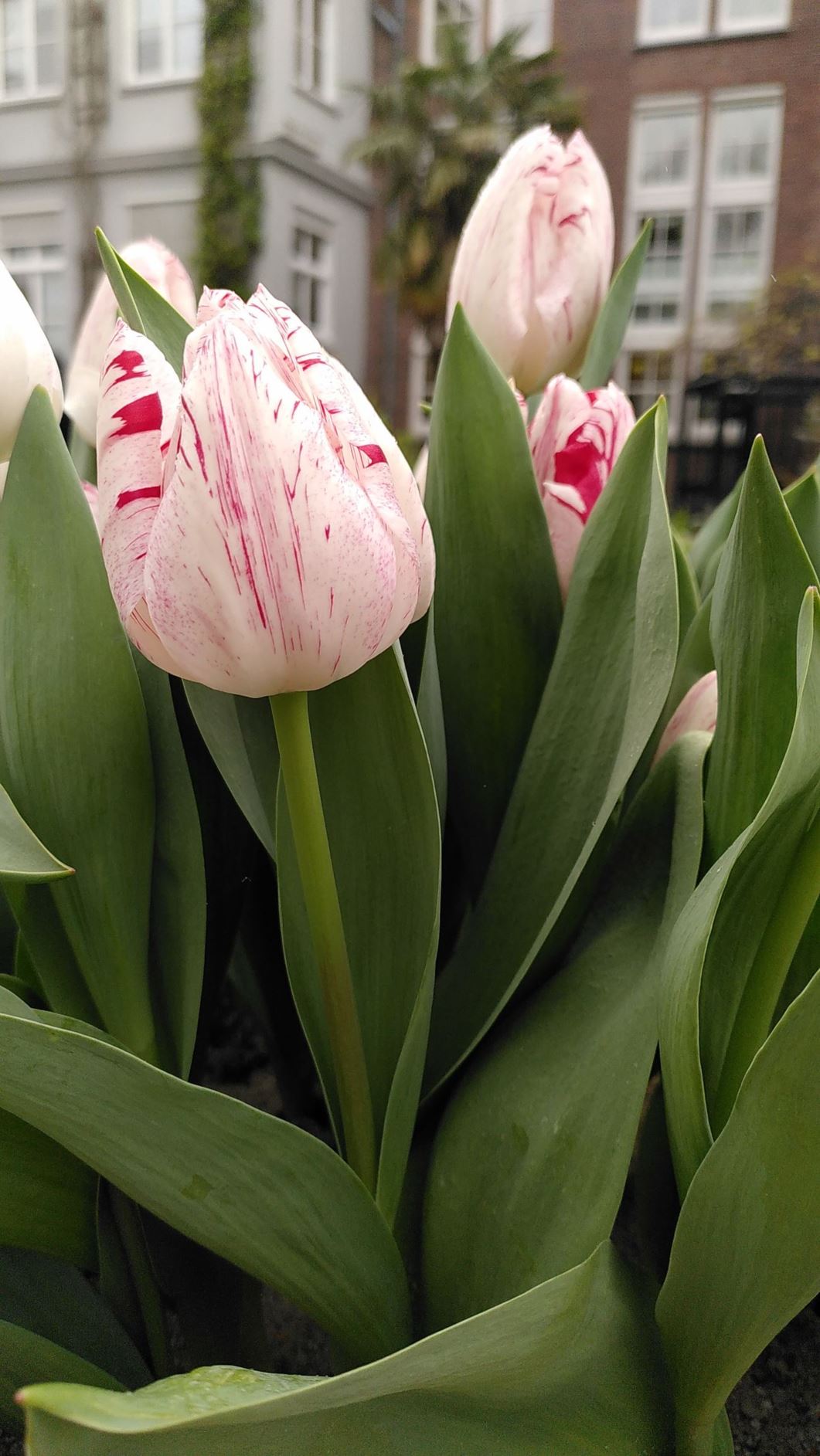 Tulipa (Triumph Group) 'Merel Delight’