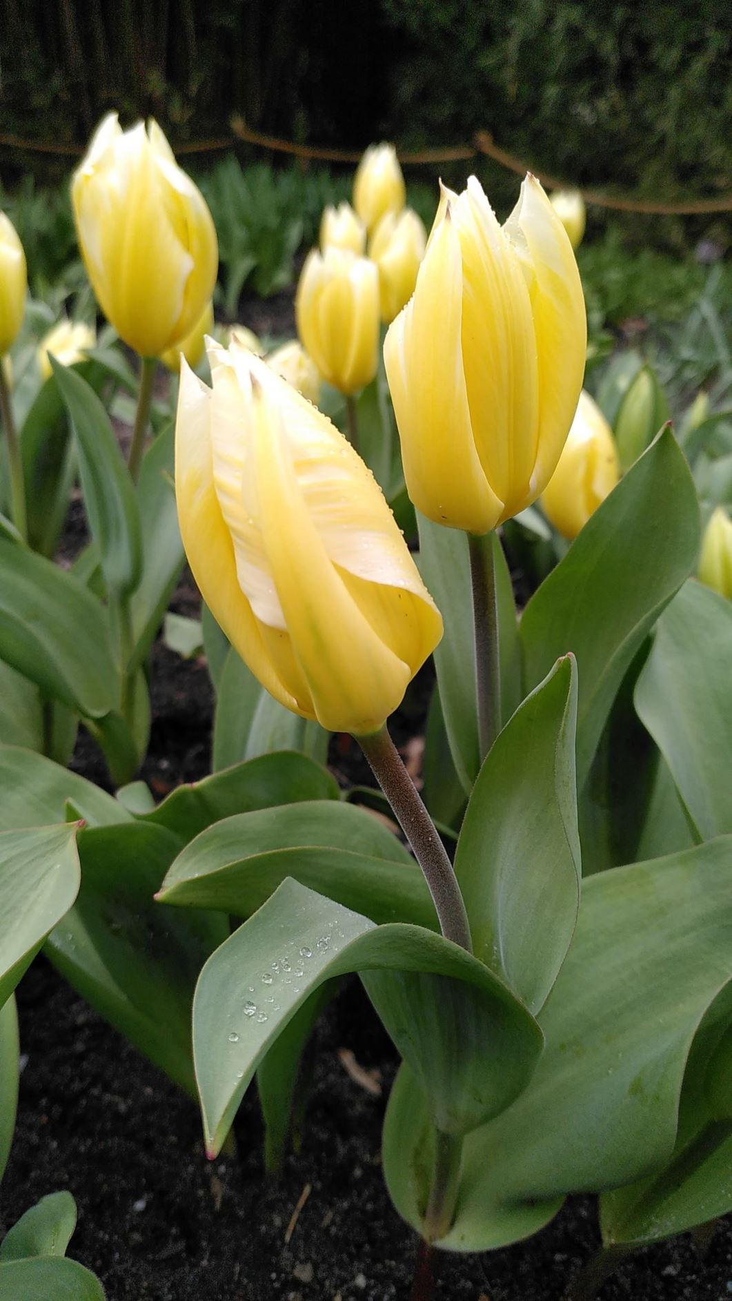 Tulipa (Fosteriana Group) 'Sweetheart'
