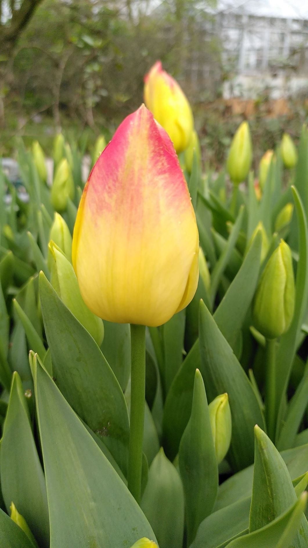 Tulipa (Triumph Group) 'Suncatcher'