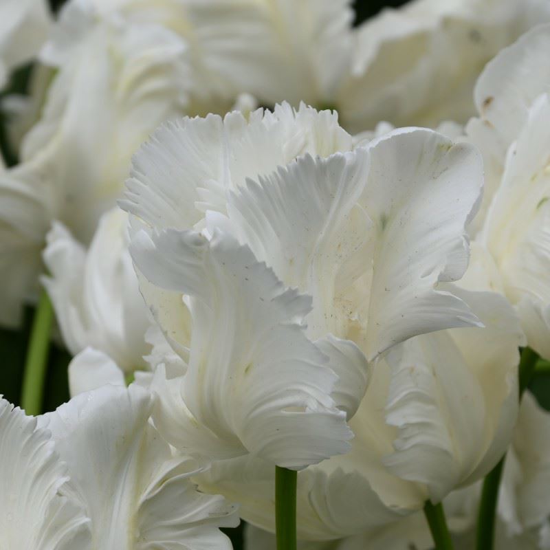 Tulipa (Parrot Group) 'White Rebel'