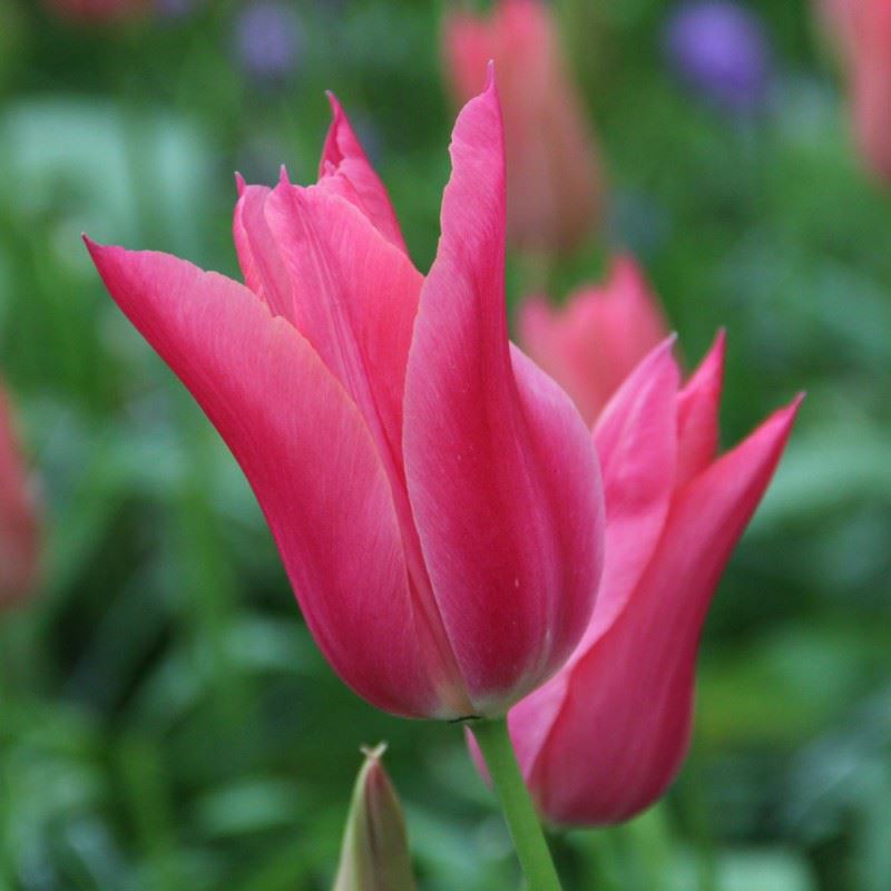 Tulipa (Lily Flowered Group) 'Mariette'