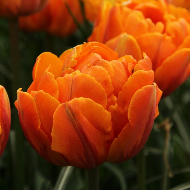 Tulipa (Double Late Group) 'Orange Princess'