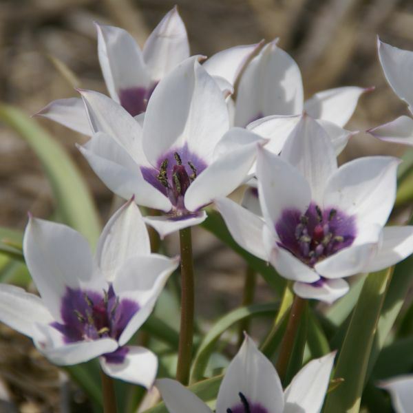 Tulipa humilis var. pulchella ‘Alba Coerulea Oculata’