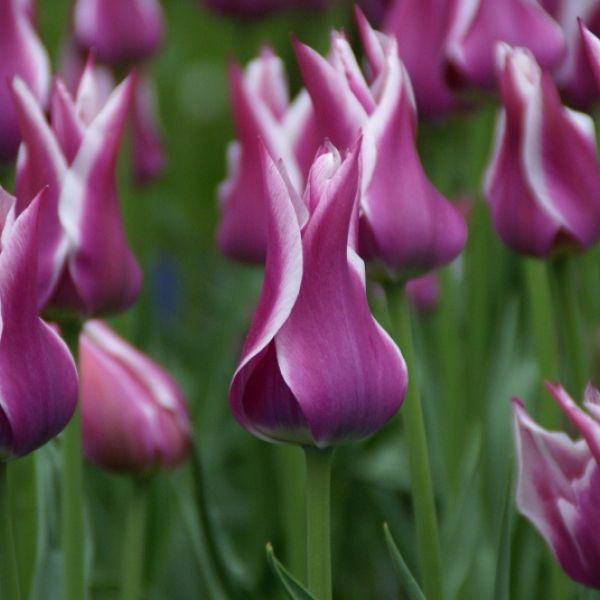 Tulipa (Lily Flowered Group) 'Ballade'