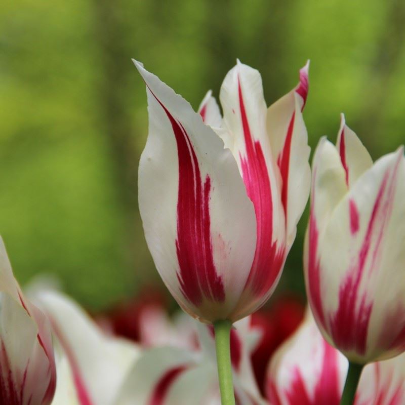 Tulipa (Lily Flowered Group) 'Marilyn'