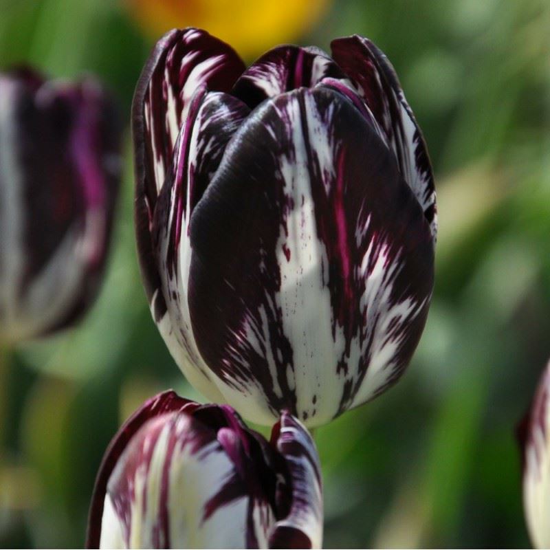 Tulipa (Rembrandt Group) 'Black and White'