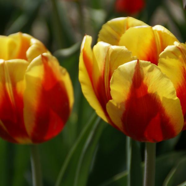 Tulipa (Single Early Group) 'Keizerskroon'
