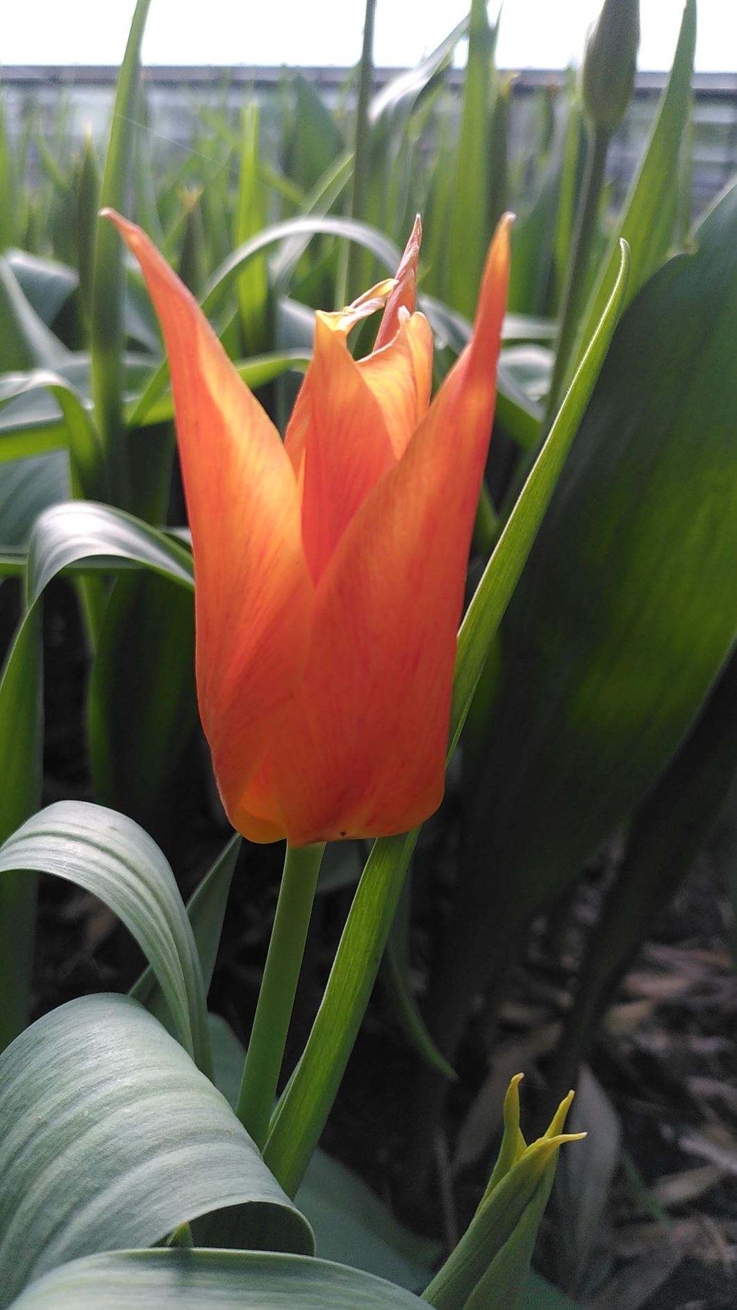 Tulipa (Lily Flowered Group) 'Ballerina'