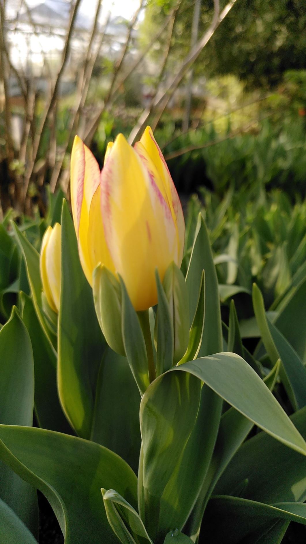 Tulipa (Single Late Group) 'Antoinette'
