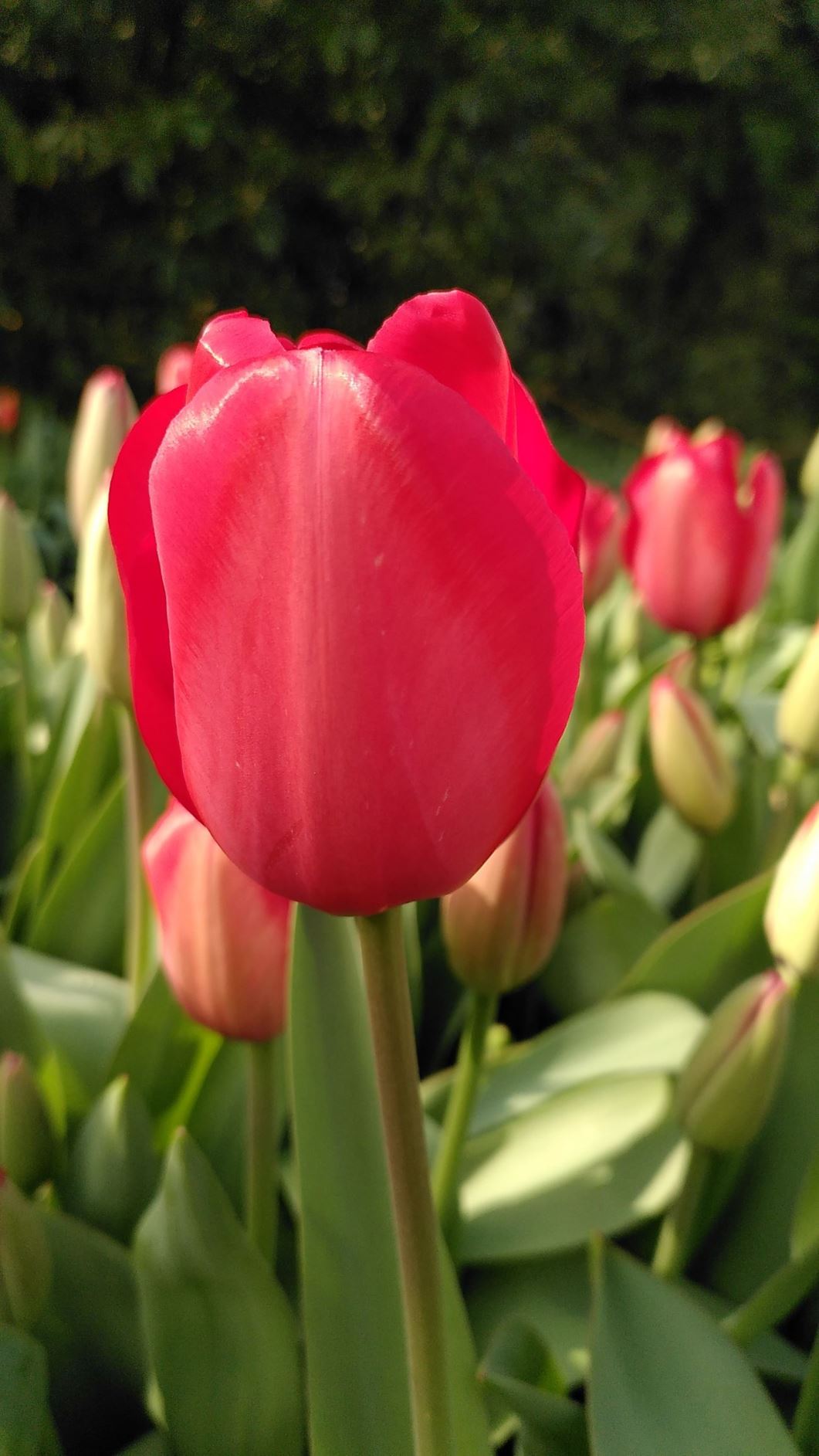 Tulipa (Darwin Hybrid Group) 'Red Impression'