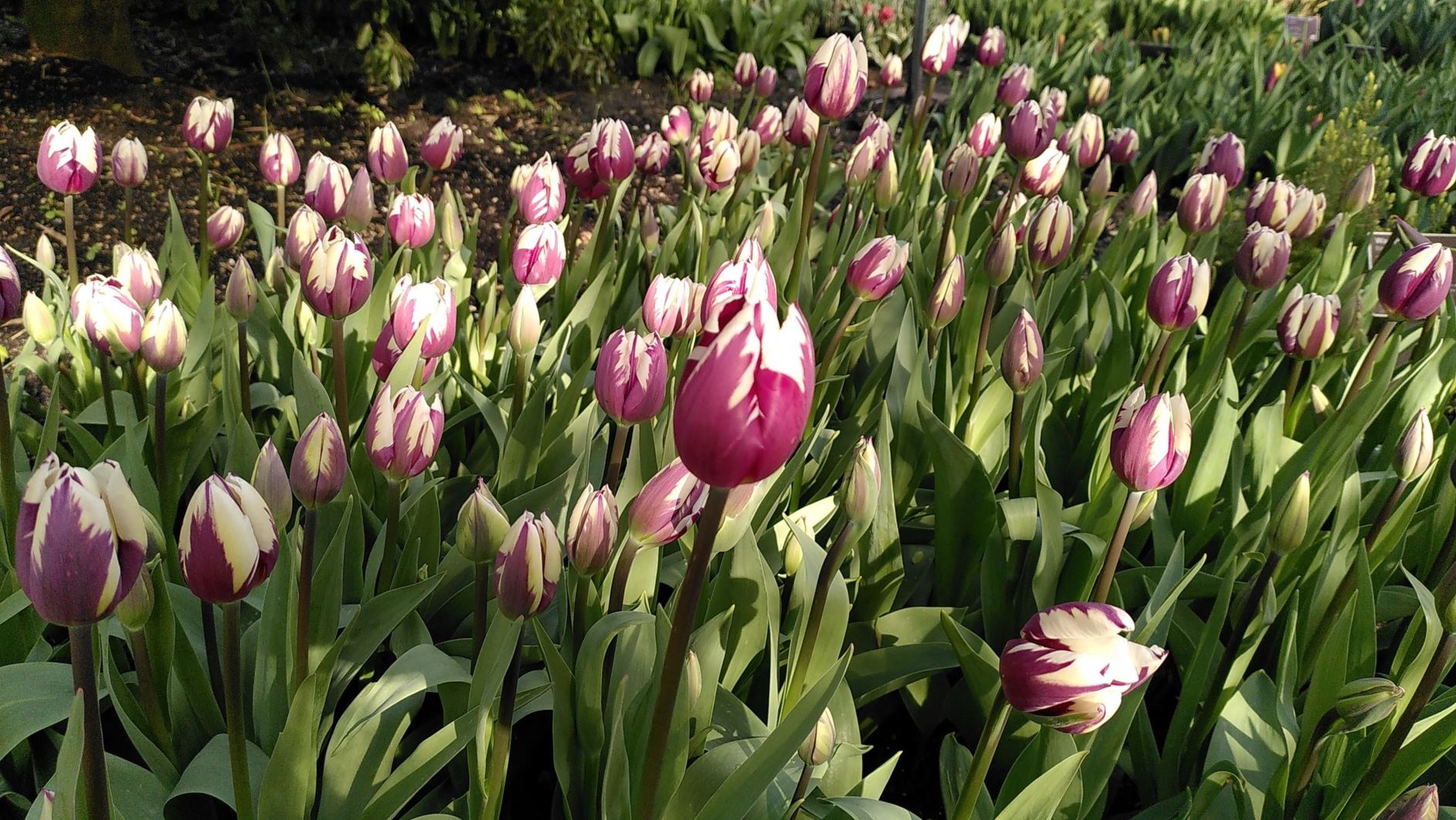 Tulipa (Triumph Group) 'Rem's Favourite'