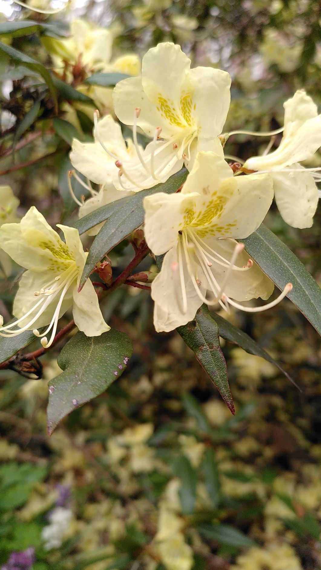 Rhododendron caucasicum - Georgische sneeuwroos, Georgian snowrose, Kafkas ormangülü