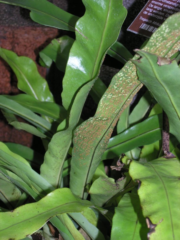 Microsorum punctatum - Pitted wart fern