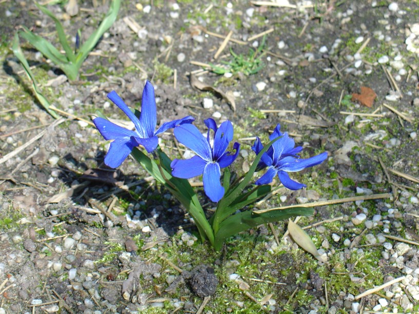 Tecophilaea cyanocrocus - Chileense krokus, Chilean blue crocus, Chilean crocus