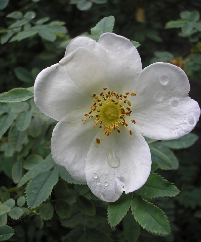 Rosa pimpinellifolia var. pimpinellifolia - Duinroos