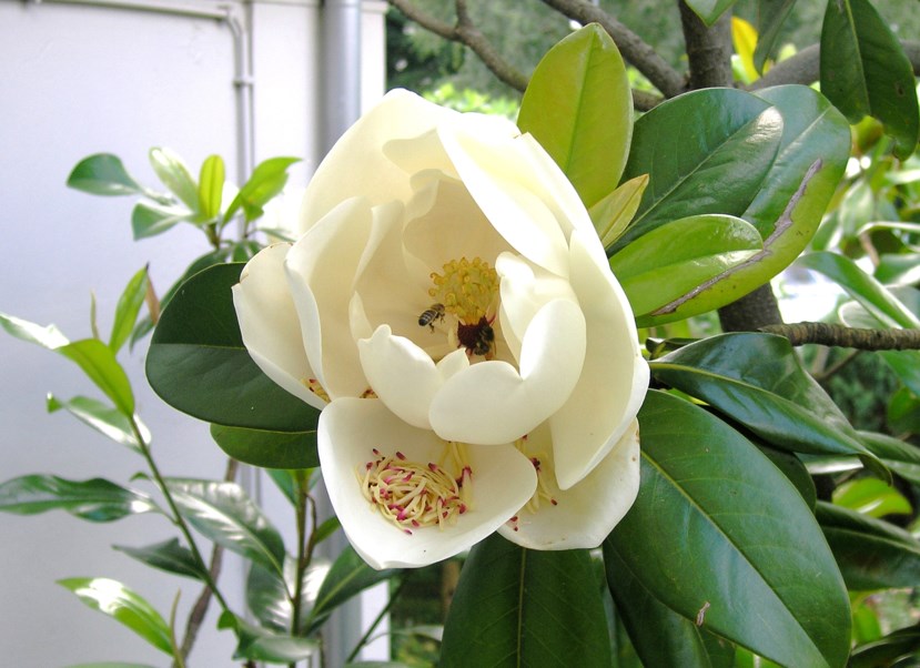 Magnolia grandiflora - Southern magnolia