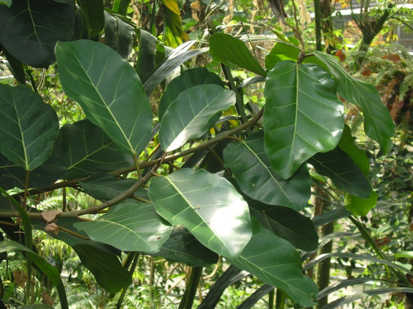 Ficus lutea - Reuseblaarvy, Giant-leaved fig, Uluzi, Umthombe, Omkhulu, Umvubu