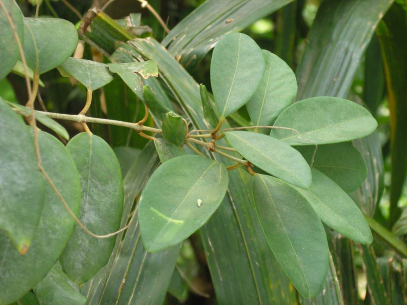 Heteropterys chrysophylla