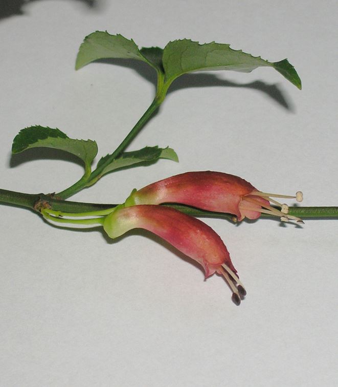 Halleria lucida - Notsung, Tree fuchsia, umBinza