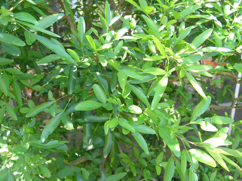 Vitex sp. | Hortus Botanicus Amsterdam, Netherlands