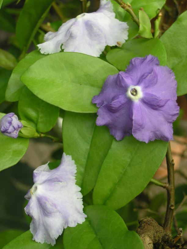 Brunfelsia pauciflora - Yesterday, today and tomorrow, Manacá de cheiro
