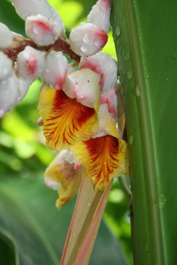 Alpinia zerumbet - Shell ginger, Shell flower