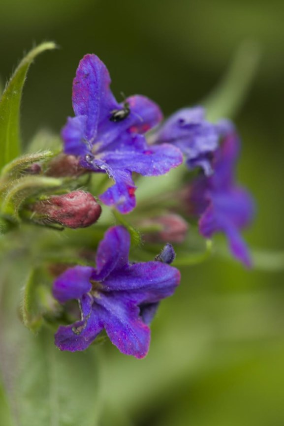 Aegonychon purpurocaeruleum - Blauw parelzaad, Purple gromwell, Blaurote Rindszunge, Purpurblauer Steinsame