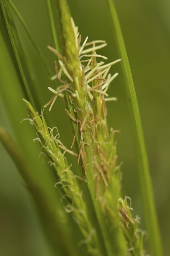 Carex sylvatica - Boszegge, Wood sedge, Laiche des bois, Laiche des forêts, Wald-Segge, Carice delle selve