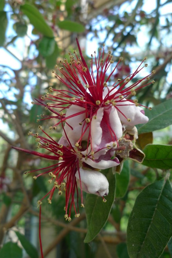 Acca sellowiana - Ananasguave, Brasilianische Guave, Feijoa