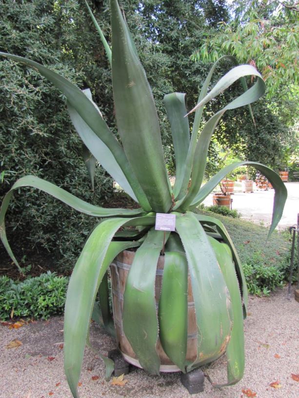 Agave atrovirens - Maguey del cumbre, Maguey javalin, Tepeme, Tuah