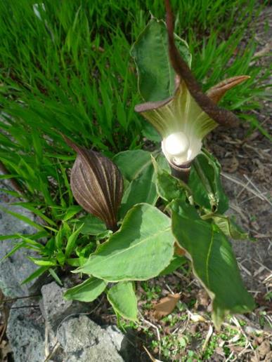 Arisaema sikokianum