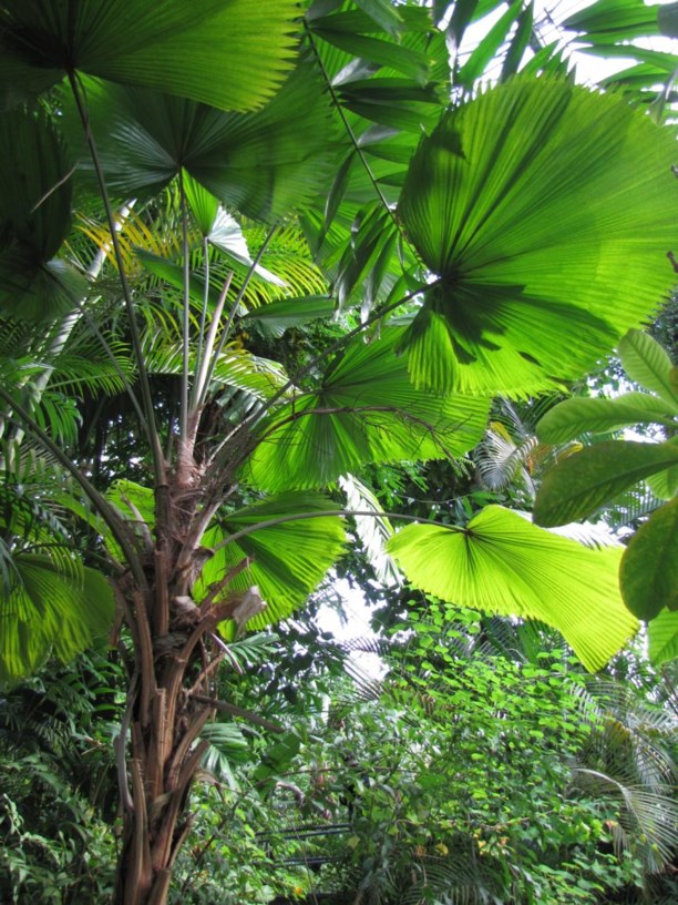 Licuala grandis - Vanuatu waaierpalm, Vanuatu fan palm, Palas Payung