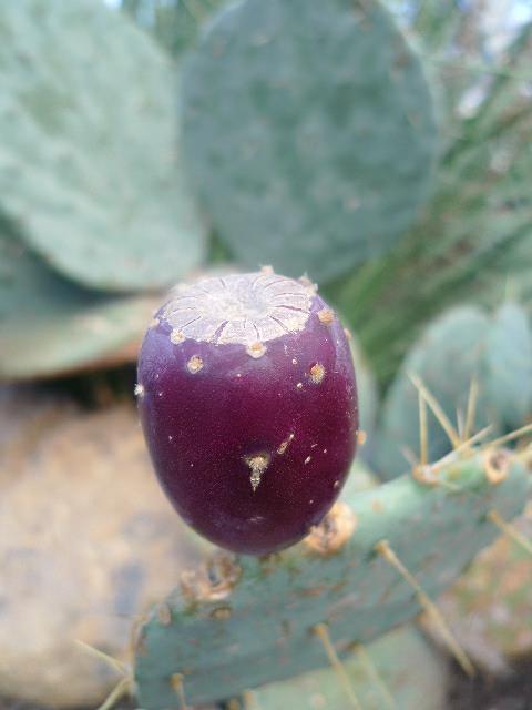 Opuntia robusta - Silver dollar prickly pear, Bartolona, Camuesa, Nopal camueso, Nopal tapón, Tuna tapón