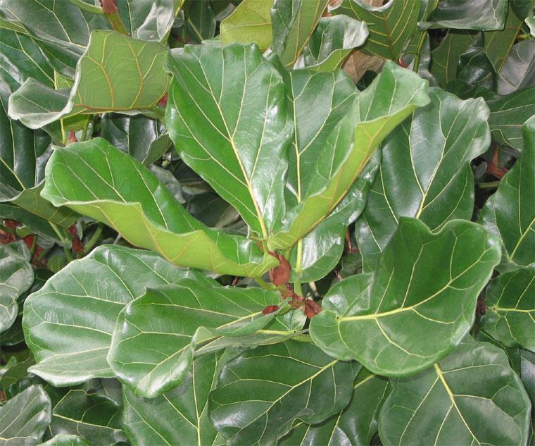 Ficus lyrata - Afrikaanse rubberboom, Banjo fig
