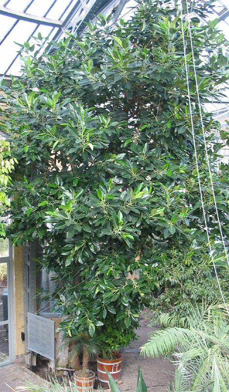 Ficus macrophylla - Moreton Bay fig