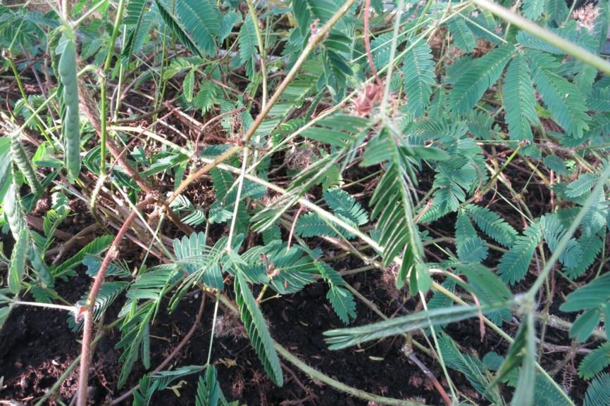 Mimosa pudica - Kruidje-roer-me-niet, Sensitive plant, Shame old lady, Touch-me-not, Putri-malu